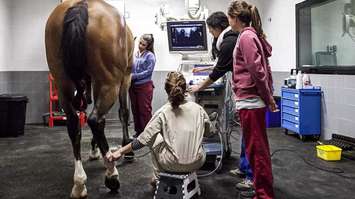 Hospital Universitario  Veterinario de Universidad Alfonso X El Sabio